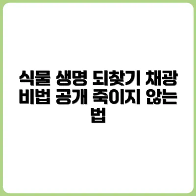 베란다 식물이 자꾸 죽는다면? 채광 문제 해결 가이드